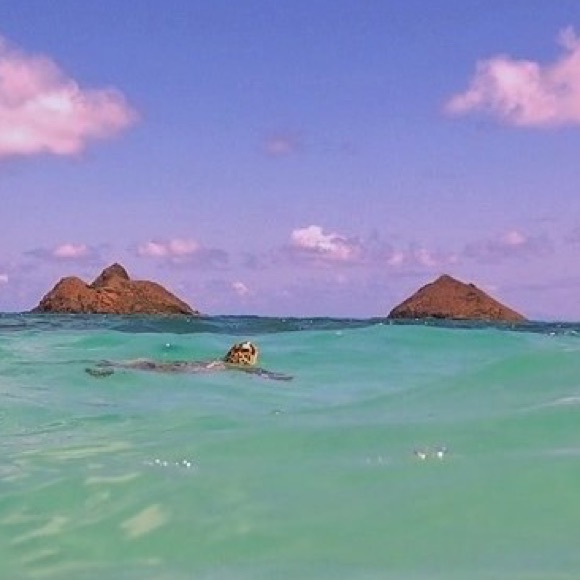 Meet your Posher, Kory - Picture 1 of 1